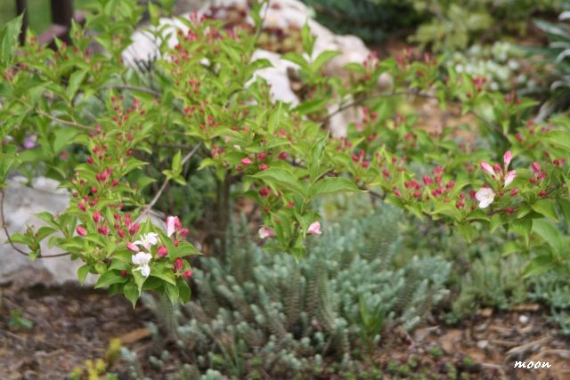 Weigela